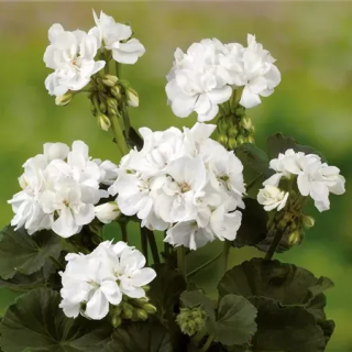 pelargonia stojąca Grandeur© Dark White